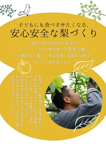 坂本果樹園の翡翠梨は旬を迎えており、約3kg（3～10個）または約5kg（6～18個）のパックで販売されています。