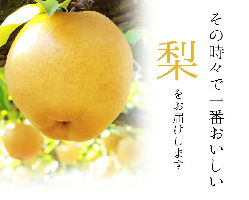坂本果樹園の翡翠梨は旬を迎えており、約3kg（3～10個）または約5kg（6～18個）のパックで販売されています。