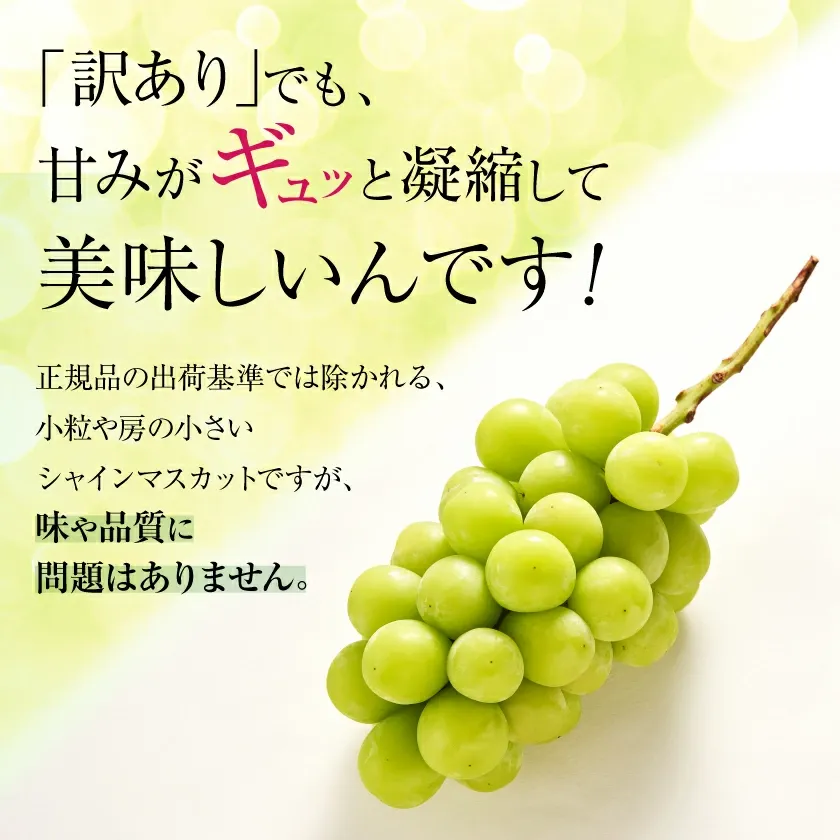 マスカット 3房/4～5房（1.3kg/2.3kg）_シャインマスカット マスカット 産地：長野県中野市 人気商品 送料無料。