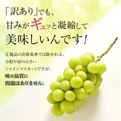 マスカット 3房/4～5房（1.3kg/2.3kg）_シャインマスカット マスカット 産地：長野県中野市 人気商品 送料無料。