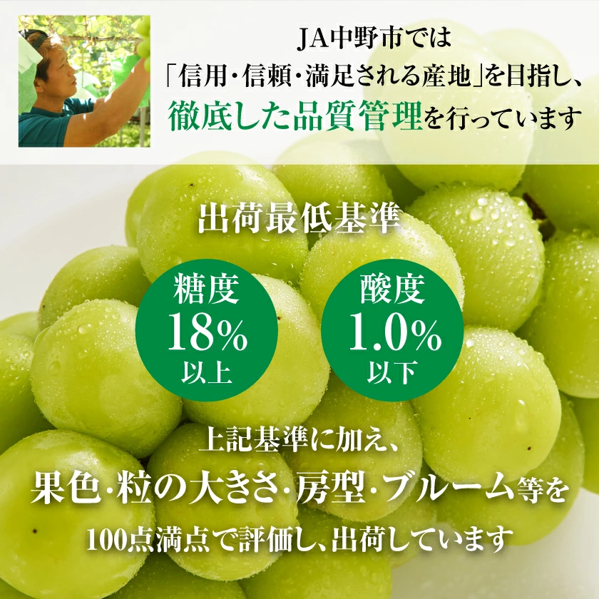 マスカット 3房/4～5房（1.3kg/2.3kg）_シャインマスカット マスカット 産地：長野県中野市 人気商品 送料無料。