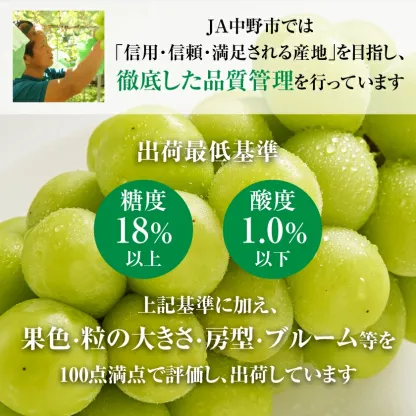 マスカット 3房/4～5房（1.3kg/2.3kg）_シャインマスカット マスカット 産地：長野県中野市 人気商品 送料無料。