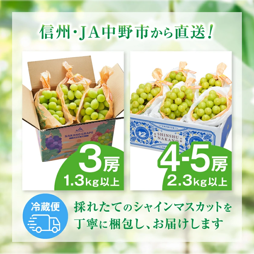 マスカット 3房/4～5房（1.3kg/2.3kg）_シャインマスカット マスカット 産地：長野県中野市 人気商品 送料無料。