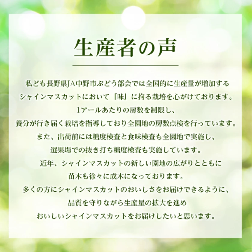 マスカット 3房/4～5房（1.3kg/2.3kg）_シャインマスカット マスカット 産地：長野県中野市 人気商品 送料無料。