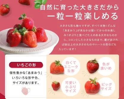 一番人気ギフト★数量限定★あまおう苺 約1080g 福岡県産（プレミアムフルーツ A1609【あまおう】）