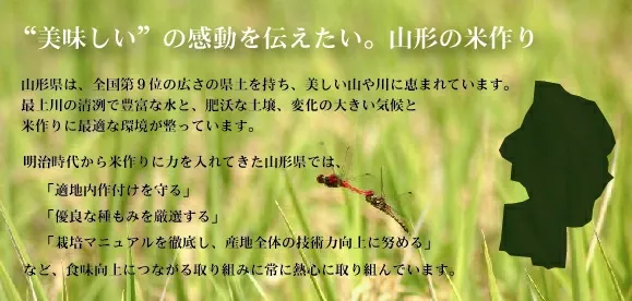令和7年産 無洗米 山形県産 あきたこまち 10kg 5kg×2袋 送料無料 [年間ランキング グルメ大賞]Shop Of The Year 米大賞 ハーベストシーズン
