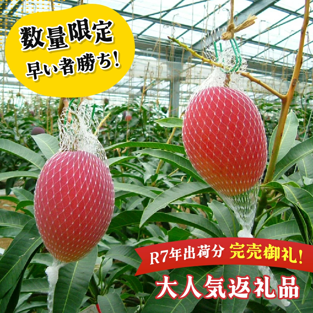 【数量限定】宮崎県産 完熟マンゴー 2リットル×2個（350g-449g以上×2個）宮崎県産完熟マンゴー 旬の果物 マンゴー 送料無料 [KU019]