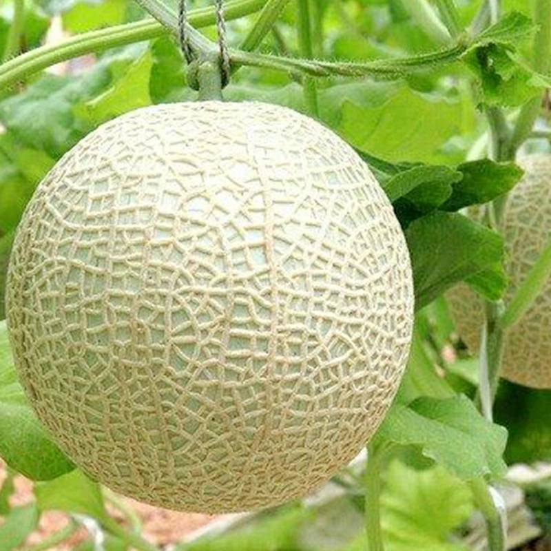 メロン2個!セール!お買い物マラソン特価！グルメ大賞メロン部門受賞の実力! 【静岡産 高級 マスクメロン】 大玉1玉1.3kg以上! マスクメロン 果物 メロン フルーツ ギフト 贈答品 国産 誕生日プレゼント 誕生日 お見舞 御礼 お祝 ギフト 内祝 お供 贈答