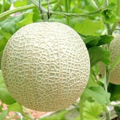 メロン2個!セール!お買い物マラソン特価！グルメ大賞メロン部門受賞の実力! 【静岡産 高級 マスクメロン】 大玉1玉1.3kg以上! マスクメロン 果物 メロン フルーツ ギフト 贈答品 国産 誕生日プレゼント 誕生日 お見舞 御礼 お祝 ギフト 内祝 お供 贈答