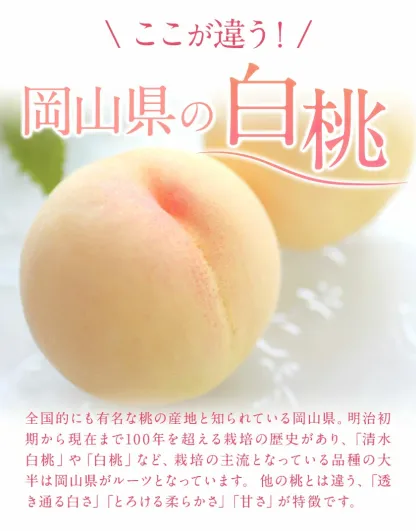 フルーツ総合ランキング2位獲得！圧倒的な高評価！岡山産の桃。約750g、1.3kg、2.6kg入りをご用意。夏秋フルーツのお届け。黄桃（750g）、白桃（750g）。楽天限定。