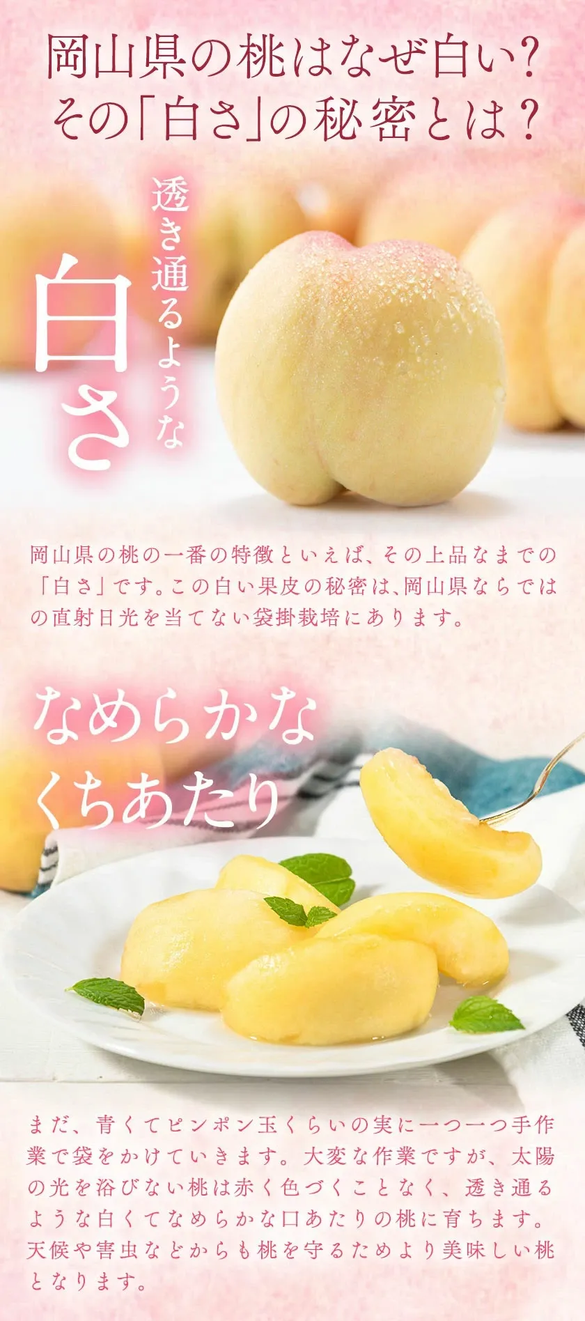 フルーツ総合ランキング2位獲得！圧倒的な高評価！岡山産の桃。約750g、1.3kg、2.6kg入りをご用意。夏秋フルーツのお届け。黄桃（750g）、白桃（750g）。楽天限定。