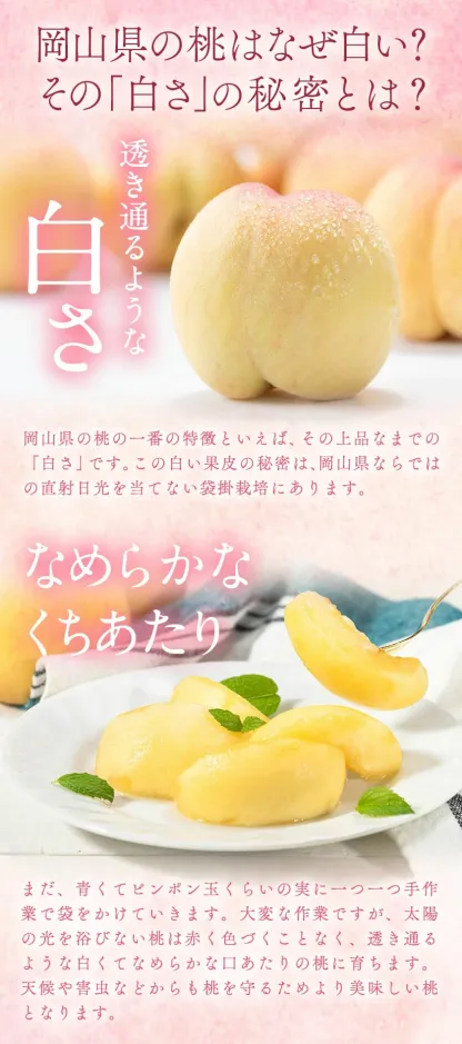 フルーツ総合ランキング2位獲得！圧倒的な高評価！岡山産の桃。約750g、1.3kg、2.6kg入りをご用意。夏秋フルーツのお届け。黄桃（750g）、白桃（750g）。楽天限定。