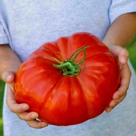 🍅 Paradajka Hybridná "Ruby Monster"