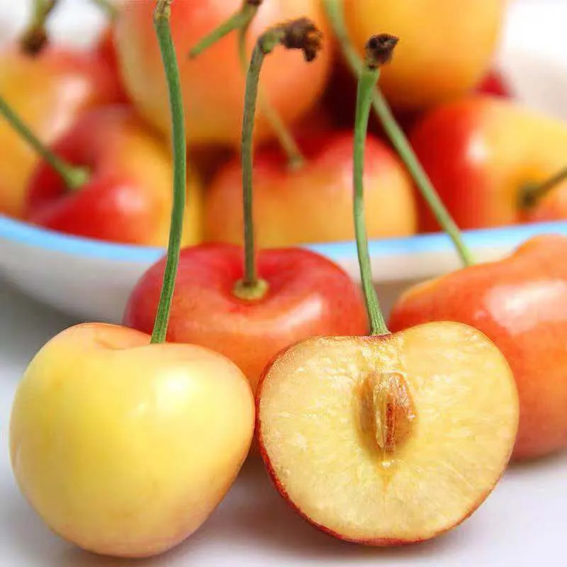 Semienka zlatej čerešne 🍒🌟