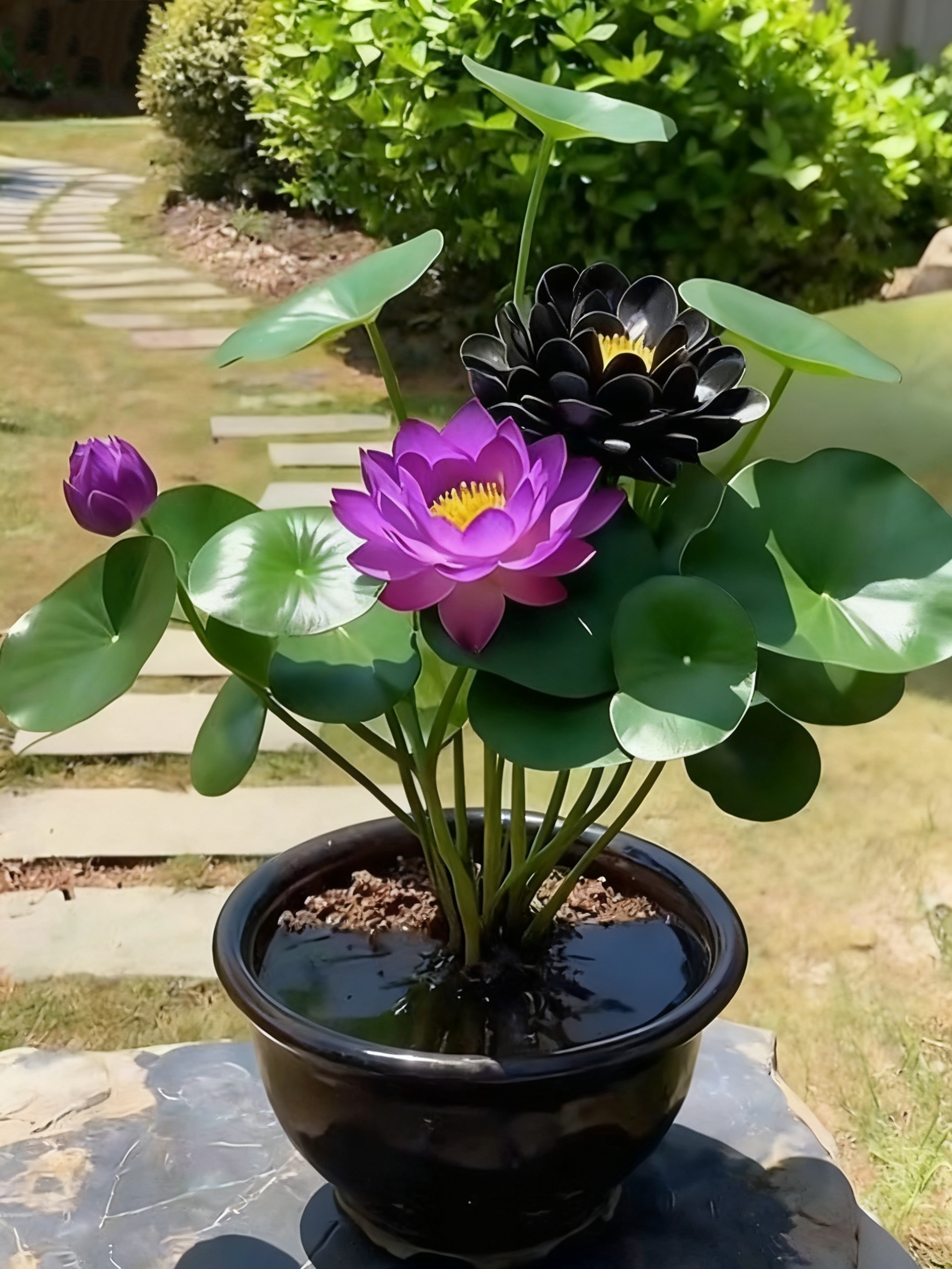 🌌💜 Lotos zo tieňa – vzácna krása pre vašu záhradu 🌸