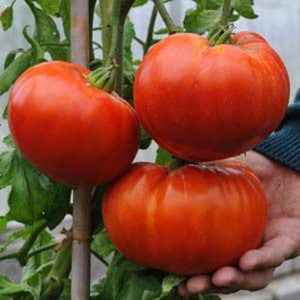 🍅 Paradajka Hybridná "Ruby Monster"