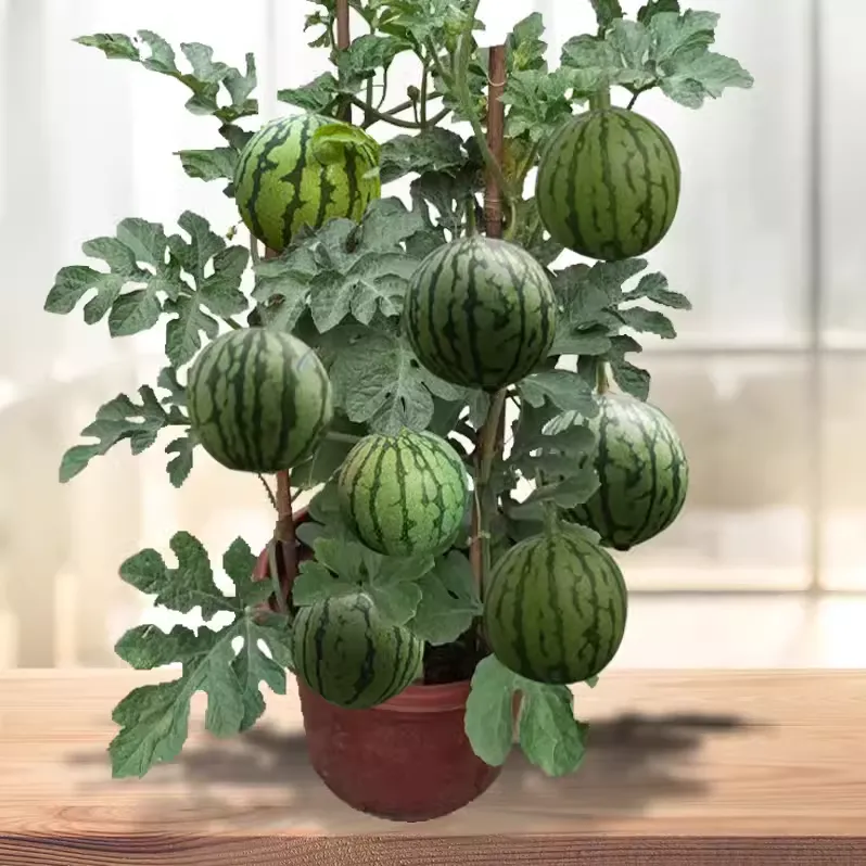 Семена от бонсай пъпеш 🍉Lazy Plant Семена от пъпеш
