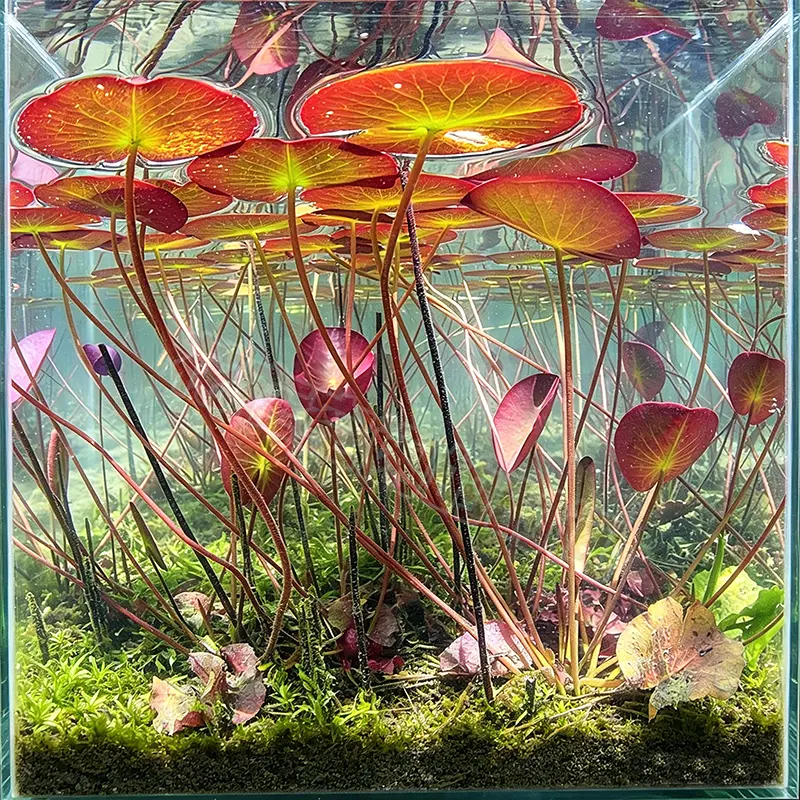 🐟Hydroponické korene červeného lotosu🌿 Premeňte svoje akvárium na živú záhradu