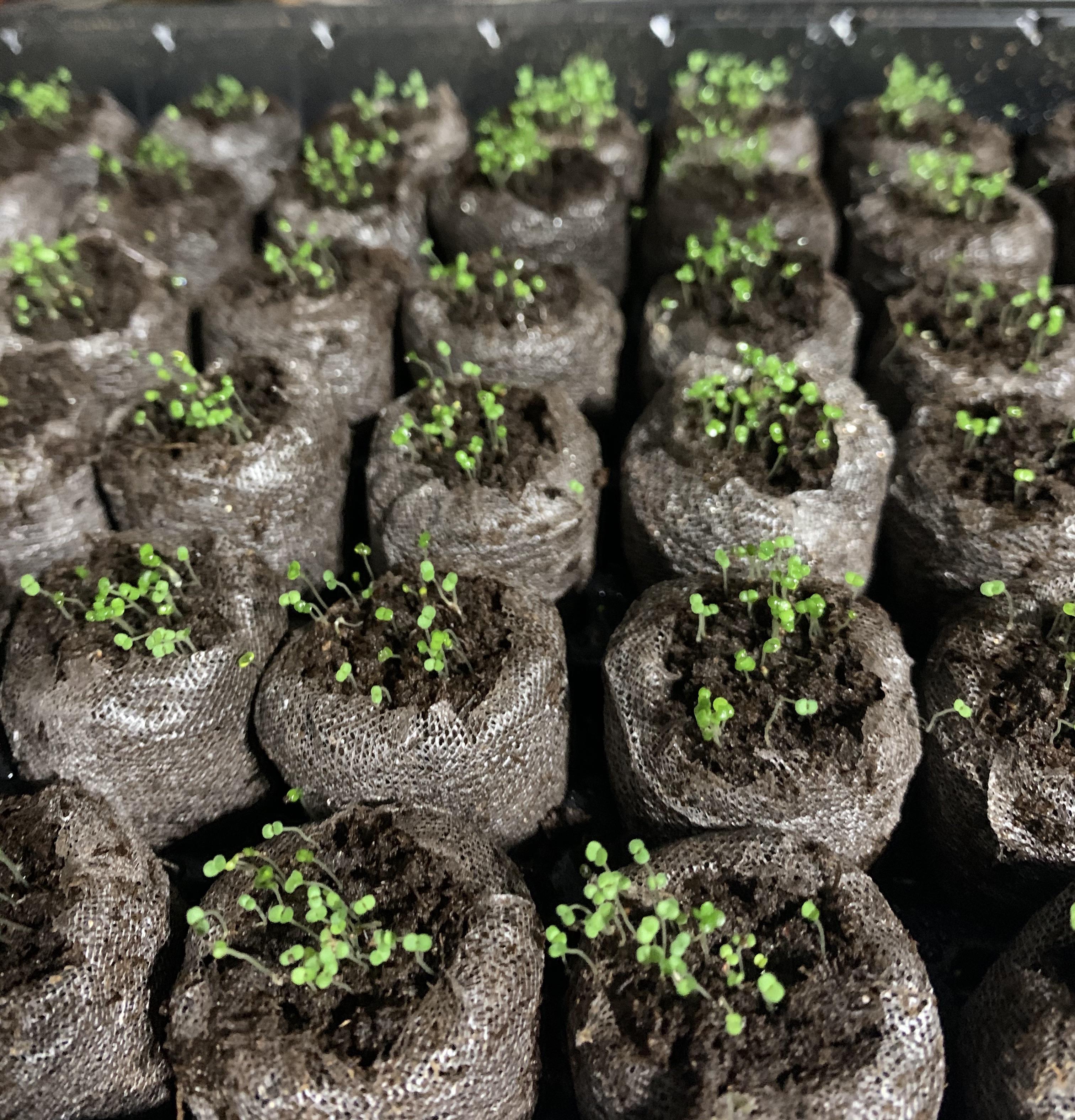 Semená plazivého tymianu pestované doma, ľahko sa pestujú a vysádzajú, bez GMO, prémiové semená trvalých kvetov