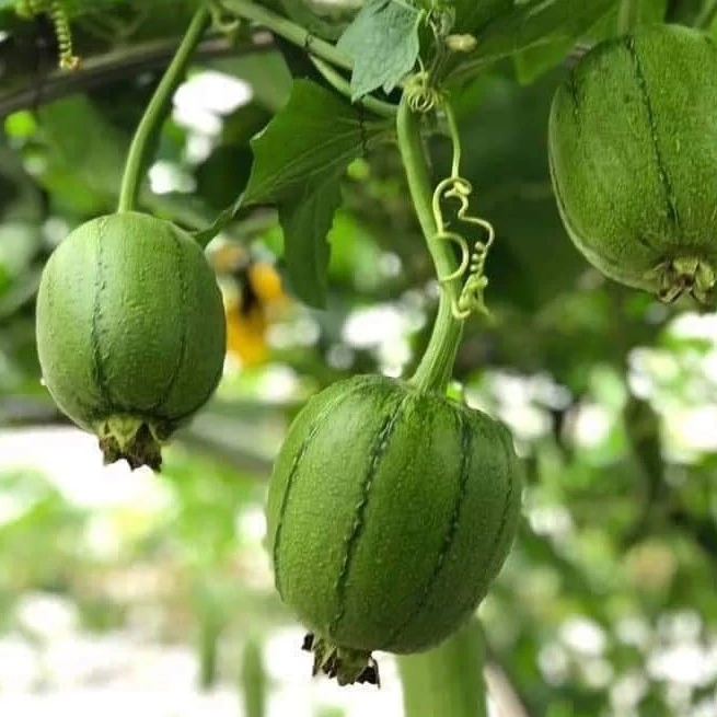 Taiwan Apple PatolaPrémiové semená – Vysoká klíčivosť