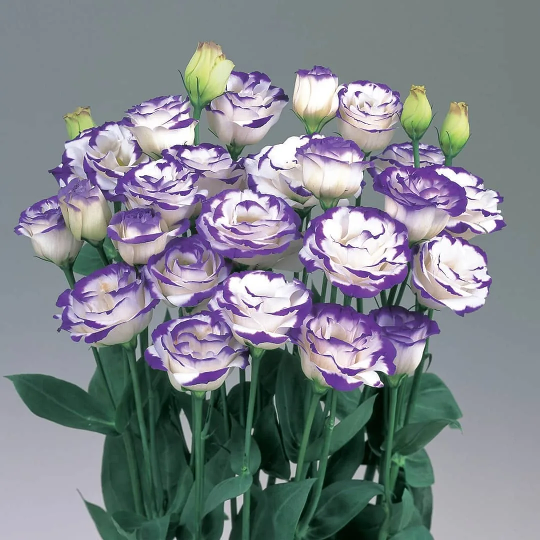 🌺Prémiové semená Lisianthus - Úprimná láska
