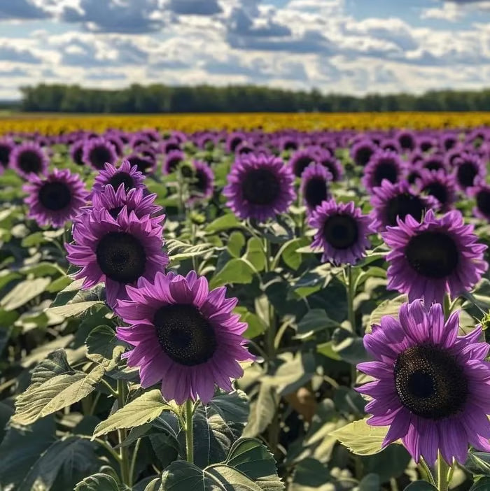 💜 Obrovské slnečnicové semienka Midnight Sun 🌻 Vzácna odroda, ktorá rastie do výšky 2,4 metra a viac