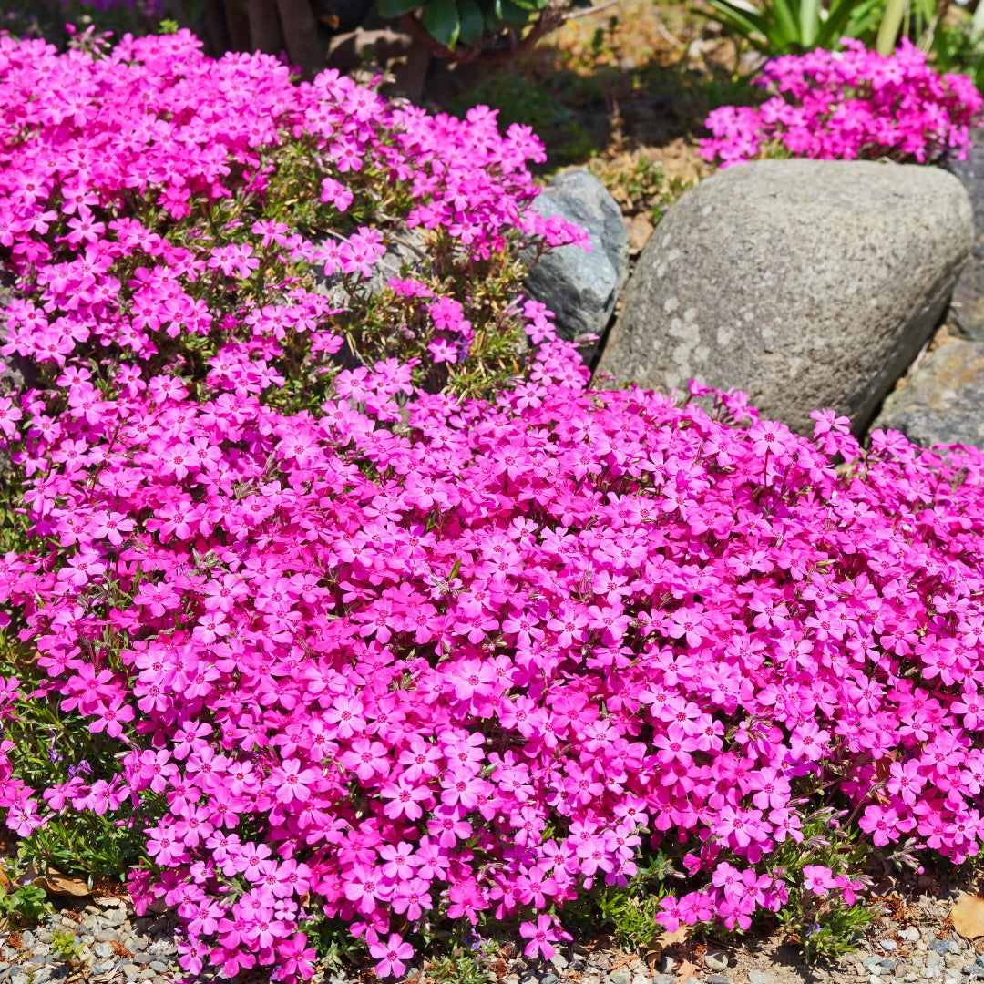 Plazivý Phlox pestovaný doma, ľahko sa pestuje a zasadzuje, nemodifikovaný, trvalý kvet, prémiové semená, záhradný pôdopokryvný kvet