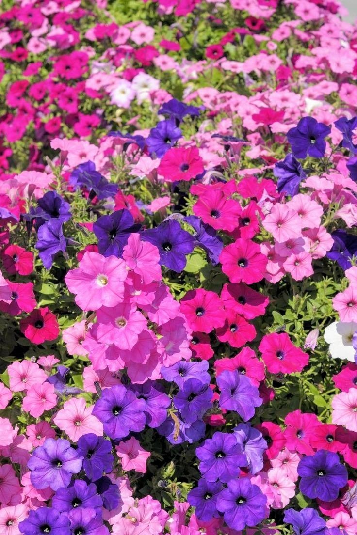 Semená Petúnie hybrida Mix Color