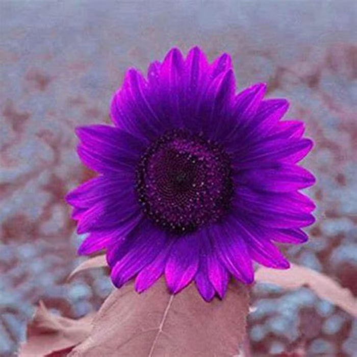 💜 Obrovské slnečnicové semienka Midnight Sun 🌻 Vzácna odroda, ktorá rastie do výšky 2,4 metra a viac