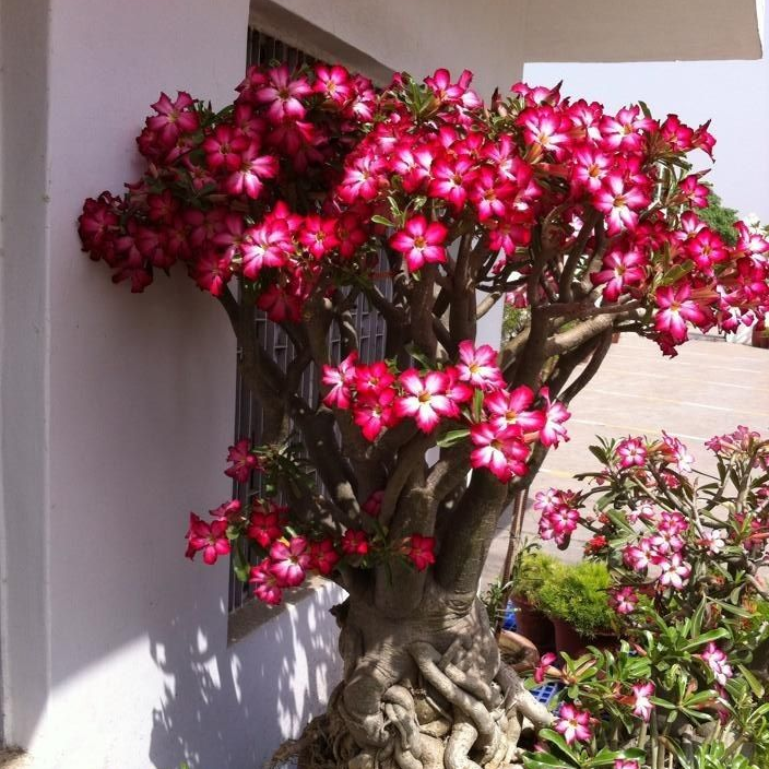 🎁Semená púštnej ruže🌵Super jednoduché pestovanie! 🌸Semená púštnej ruže
