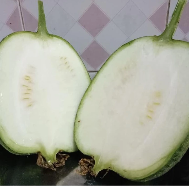 Taiwan Apple PatolaPrémiové semená – Vysoká klíčivosť
