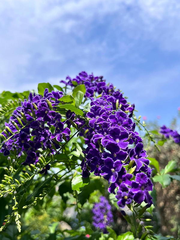 🌸 Pridajte farebný akcent so zlatou kvapkou rosy – Duranta!
