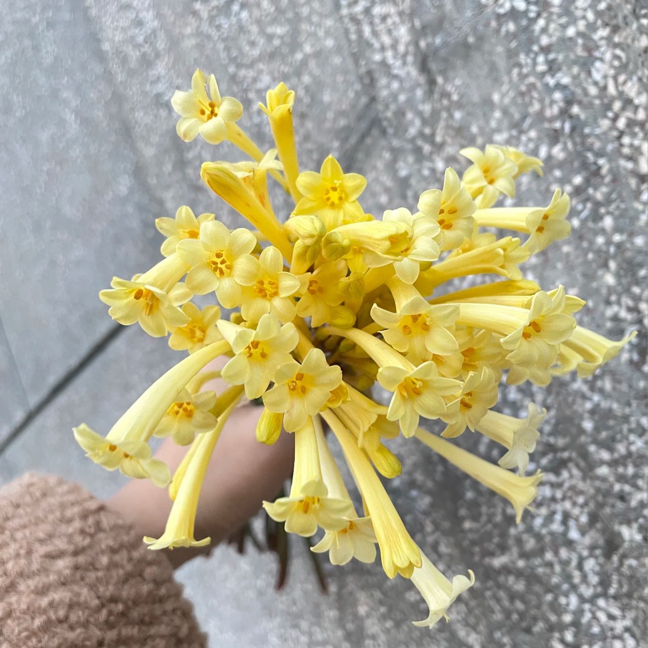 Cyrtanthus leucanthus 🌼