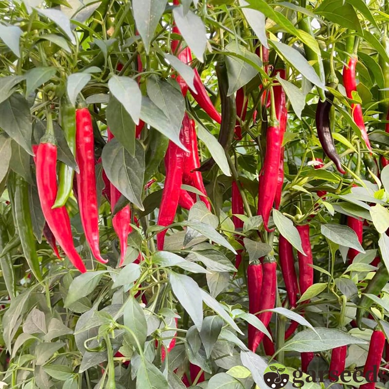 Semienka čili papričky Beauty Chili Papričky 🌶️ - vysoký výnos