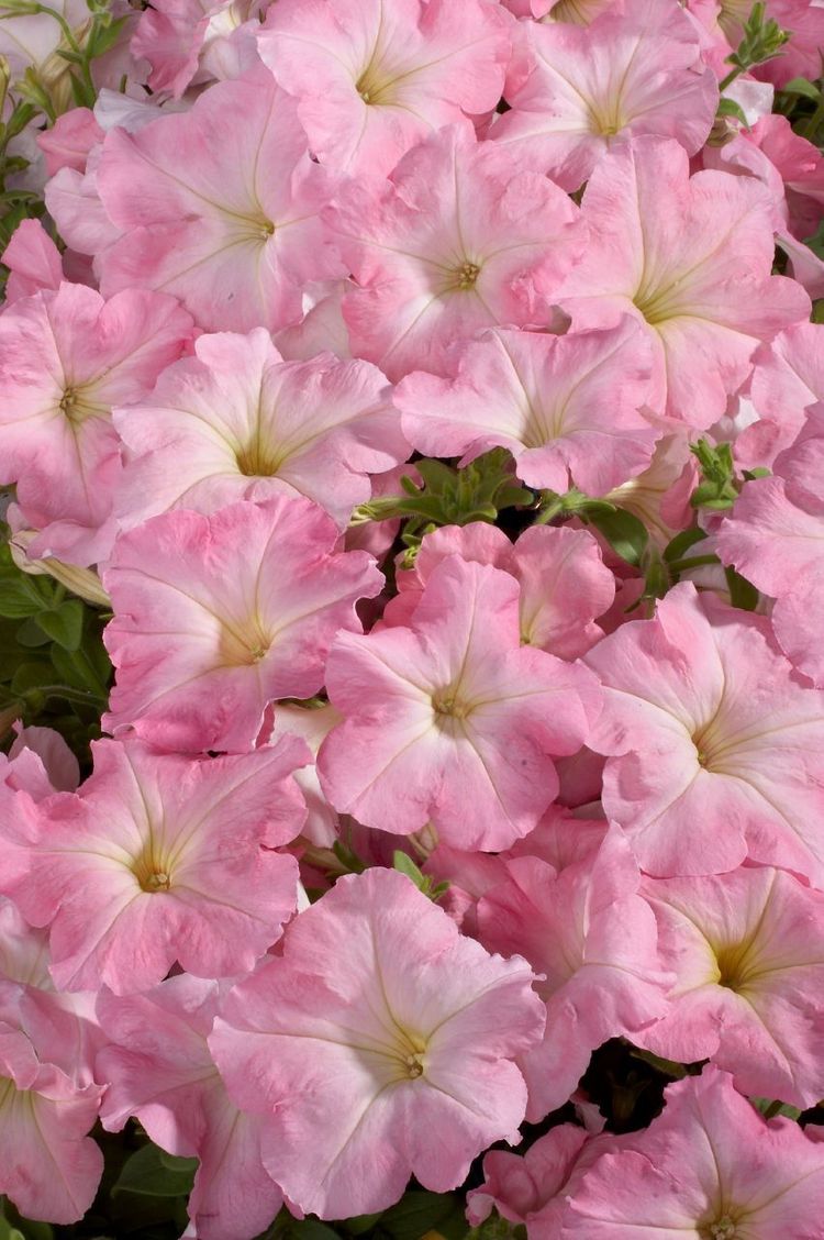 Semená Petúnie hybrida Mix Color