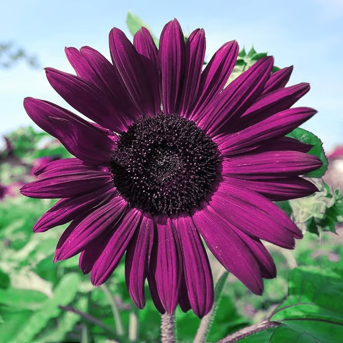💜 Obrovské slnečnicové semienka Midnight Sun 🌻 Vzácna odroda, ktorá rastie do výšky 2,4 metra a viac
