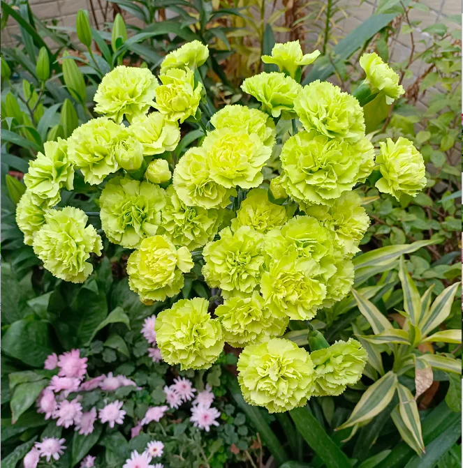 💐Dvojitý klinček — Viac rezu, viac kvitnutia