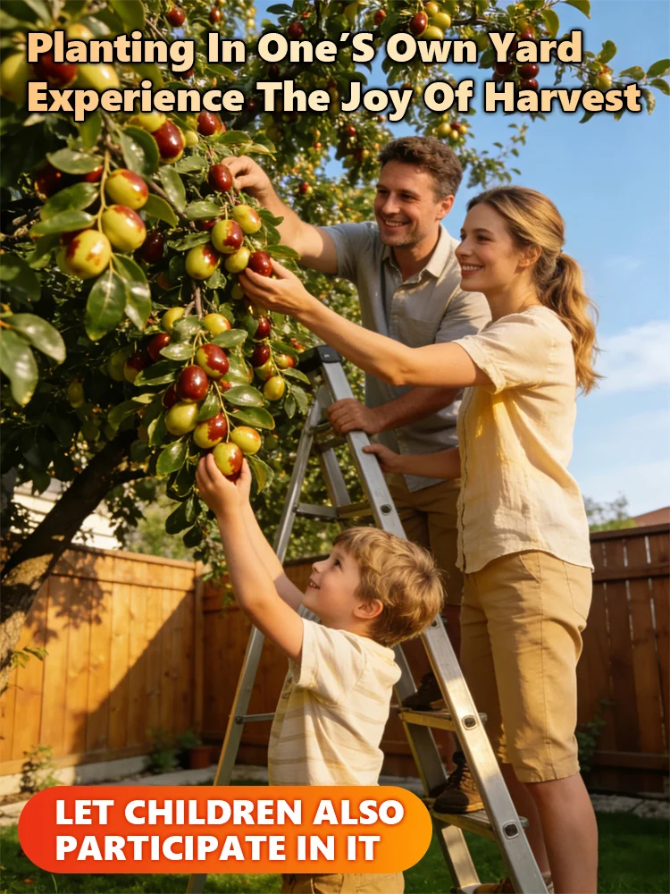Semená jujube sú plné vitamínov.