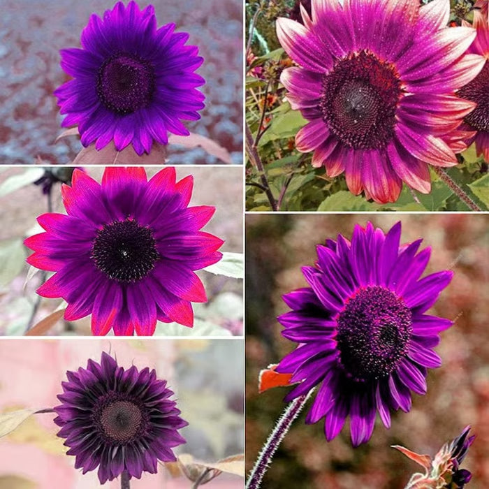 💜 Obrovské slnečnicové semienka Midnight Sun 🌻 Vzácna odroda, ktorá rastie do výšky 2,4 metra a viac