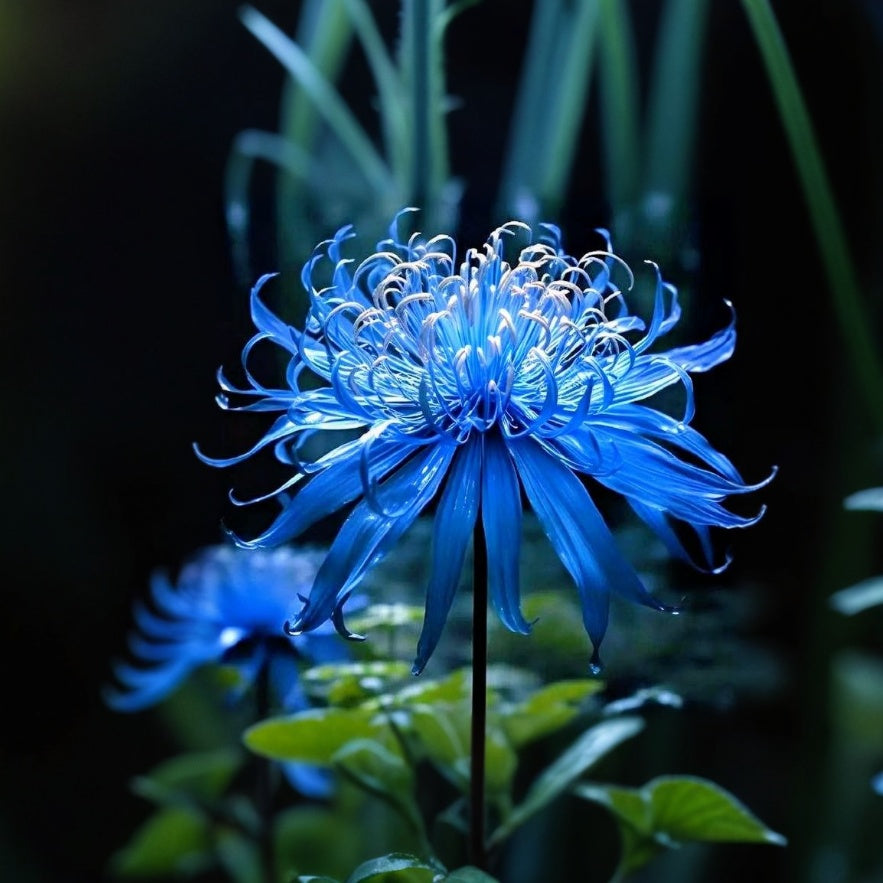 💙🌺 Modrá pavúčia ľalia – exotická vzácna kráska pre vašu záhradu!