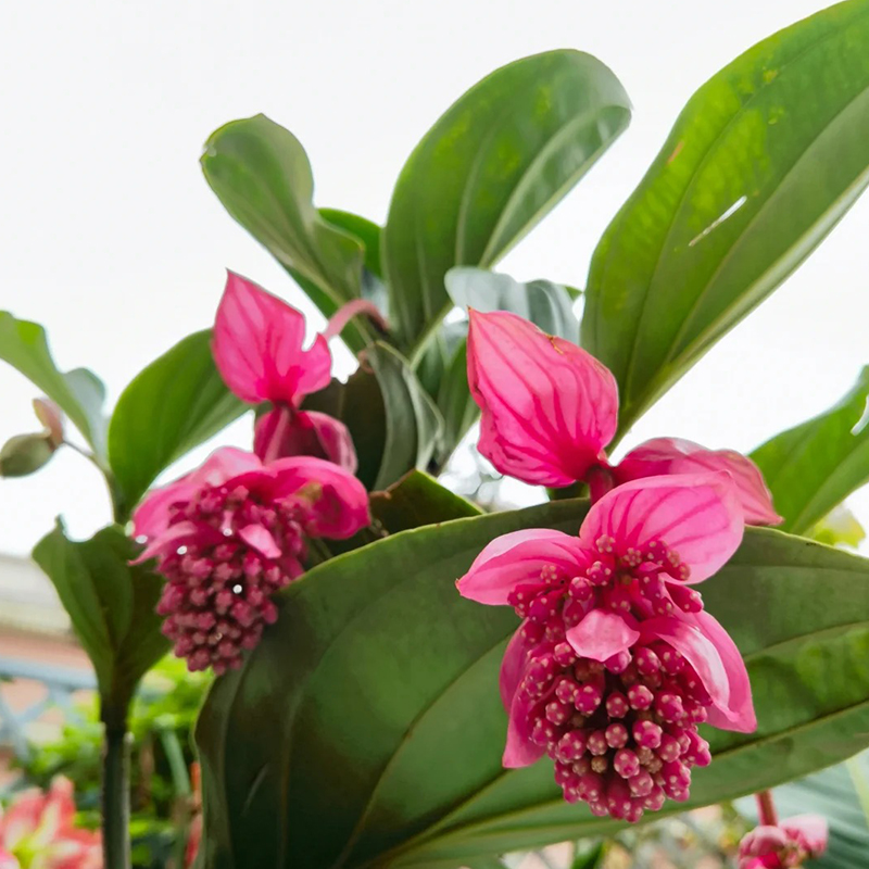 Medinilla Magnifica🌺СЕМЕНА НА ЦВЕТЯТА НА ЛОТОС