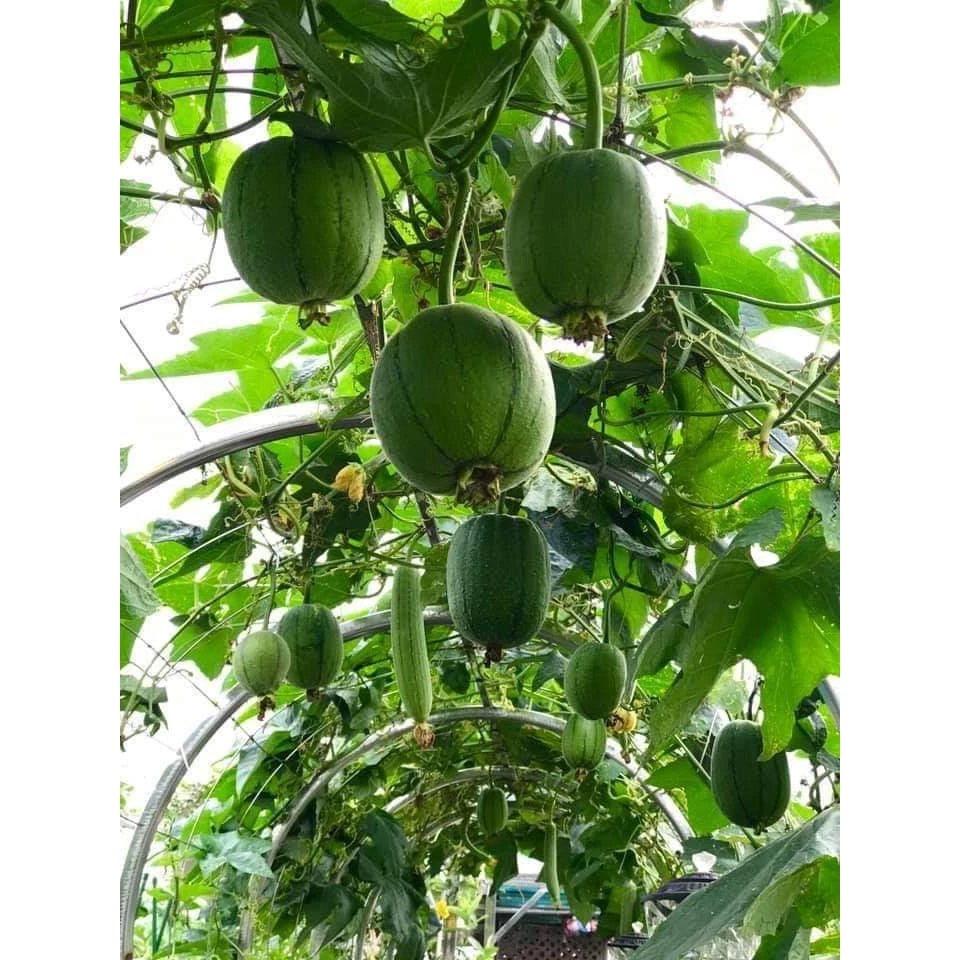 Taiwan Apple PatolaPrémiové semená – Vysoká klíčivosť