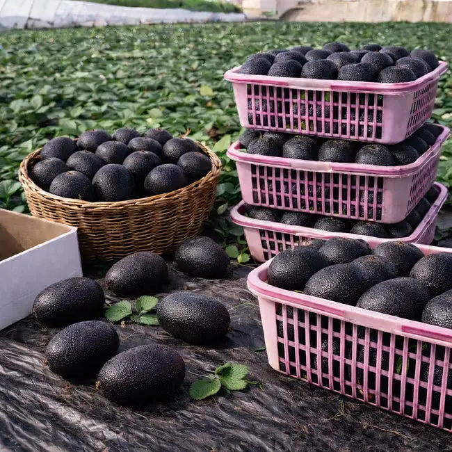 🥝Semená kivi Black Diamond Ruby – sladké, bohaté na živiny a ľahko sa pestujú doma
