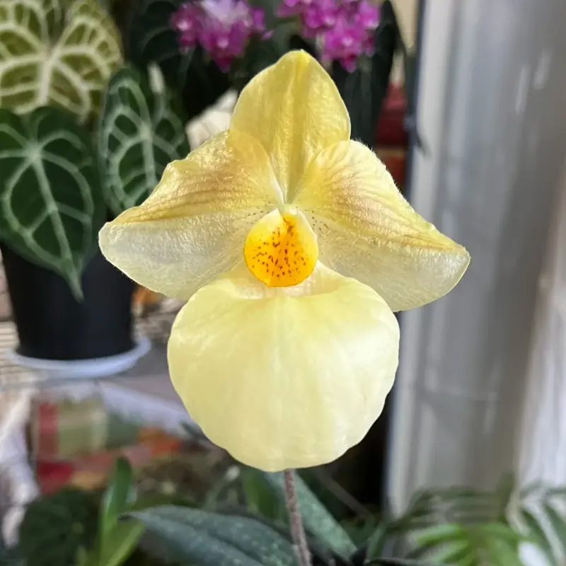 Zmiešané farebné semená vzácnej orchidey Slipper – úžasné spárované farby, ľahko sa pestujú v interiéri