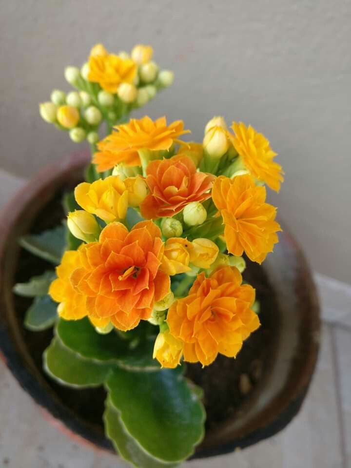 Semená viacfarebných kalanchoe
