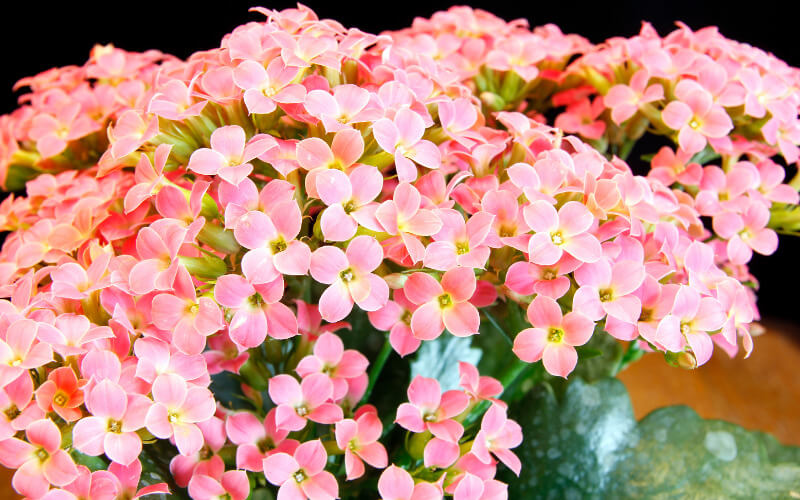 Semená viacfarebných kalanchoe