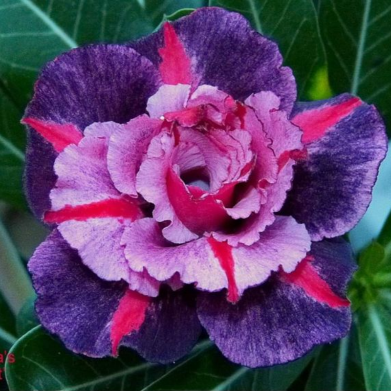 🎁Semená púštnej ruže🌵Super jednoduché pestovanie! 🌸Semená púštnej ruže