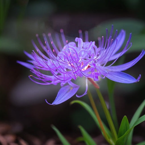 💙🌺 Modrá pavúčia ľalia – exotická vzácna kráska pre vašu záhradu!