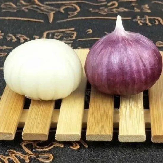 Semená cesnaku Solo