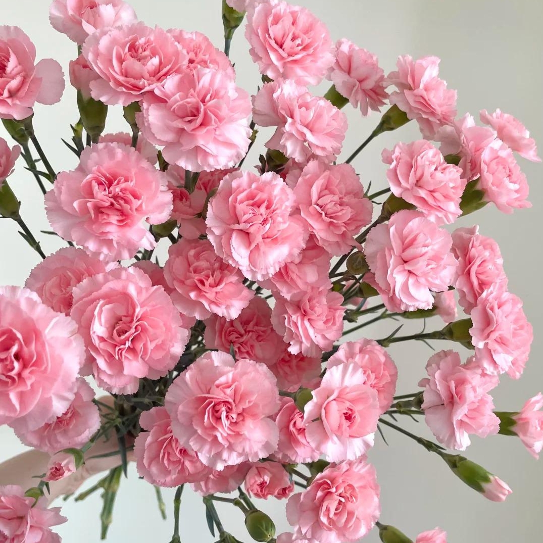 💐Dvojitý klinček — Viac rezu, viac kvitnutia